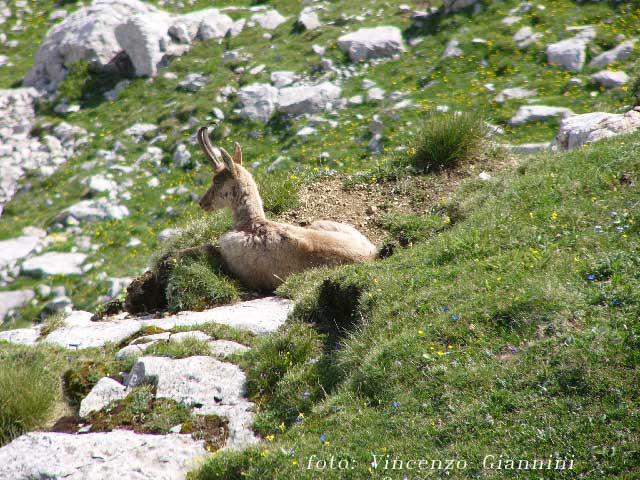 Camoscio delle Mainardi