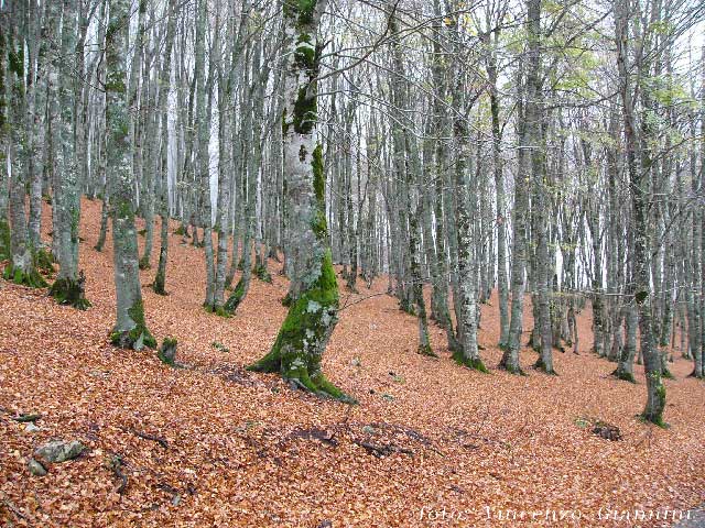 Autunno a Vallefiorita