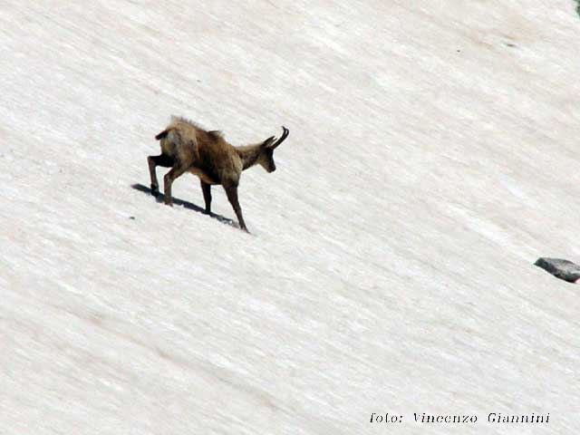 Camoscio sulla neve