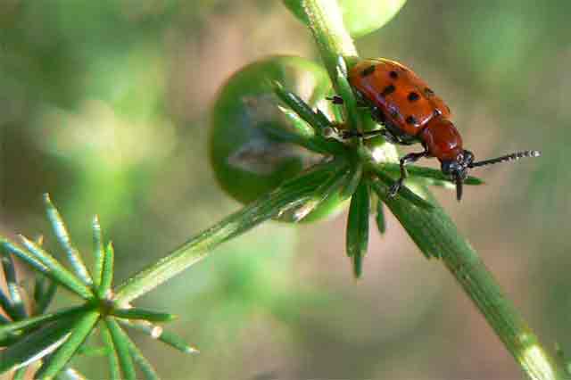 Macro Cardines