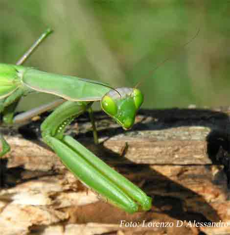 Mantide Religiosa