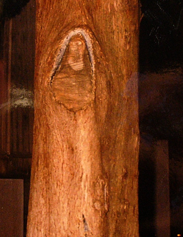 Immagine su tronco