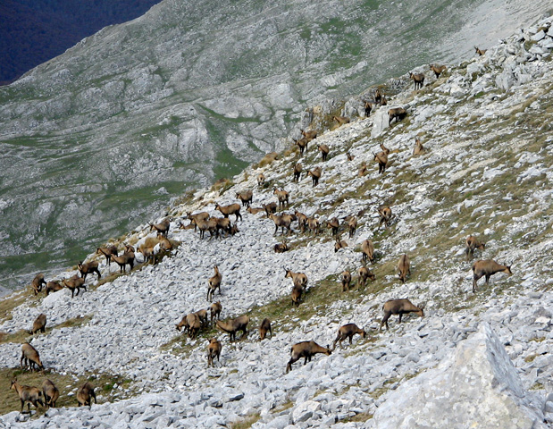 Camosci al pascolo