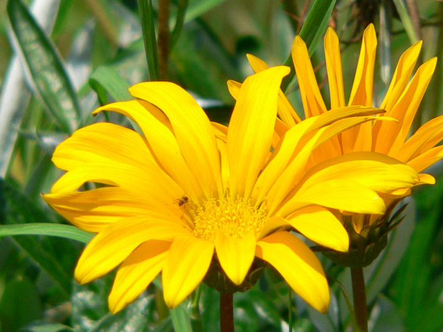 Un fiore per Giovanni