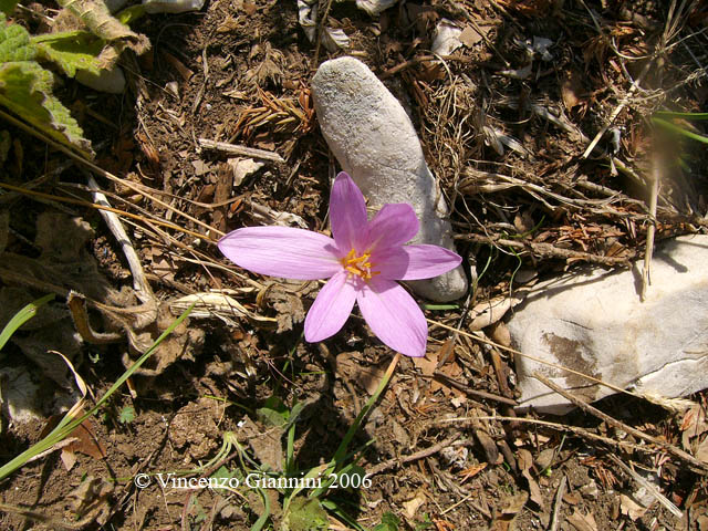 Nescio rosa