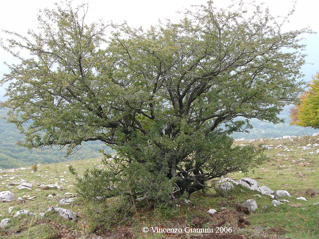 Antico Biancospino