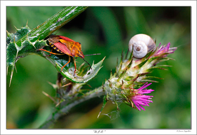 Macro UFO