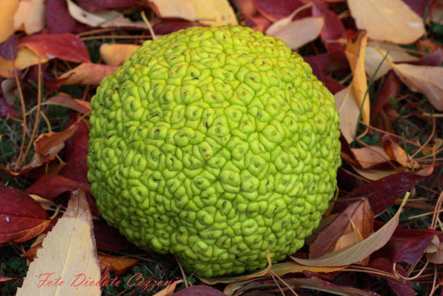 Maclura Pomifera