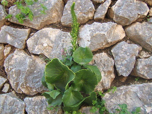 Ombelico di Venere