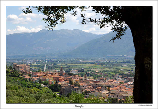 Venafro con l'olivo