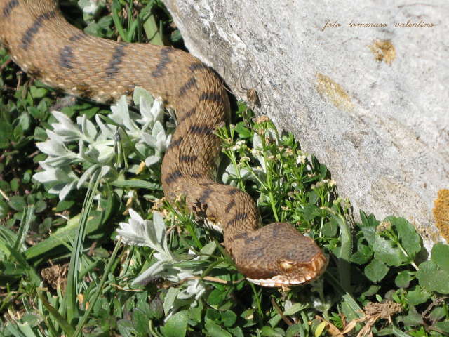 Vipera  Aspis