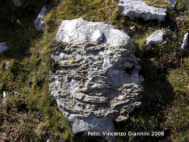 Fossili sul PNALM