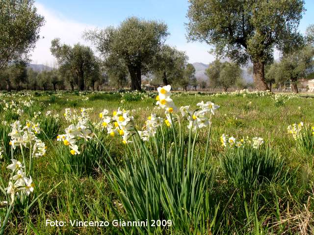 Oliveto con Narcisi 