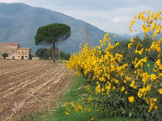 Risultati immagini per topinambur fioritura