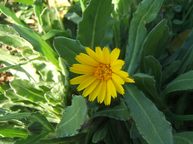 Calendula dei campi