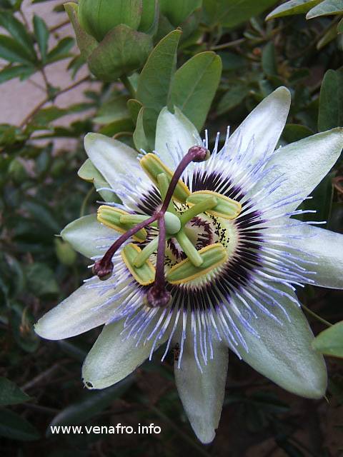 Passiflora