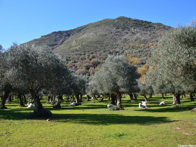 mucche al pascolo