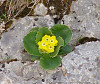 Primula Auricula  ( Orecchia d