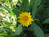 Calendula dei campi