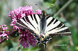 Farfalla Podalirio